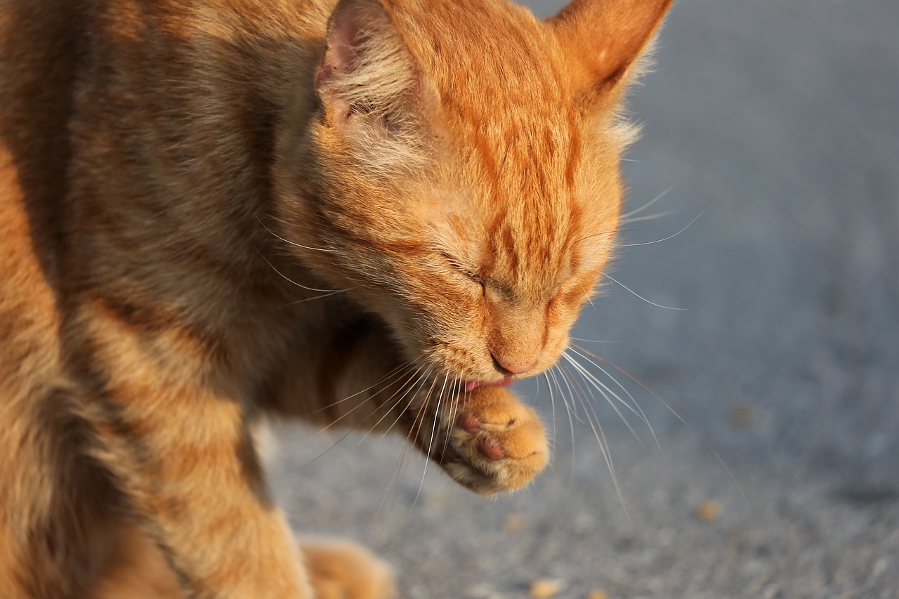 The Benefits of Regular Grooming for Health Checks